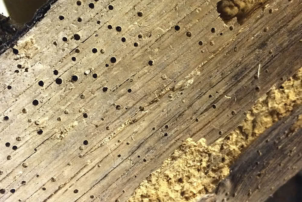 Woodworm Company Aylesbury